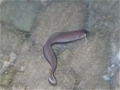 Ophidion