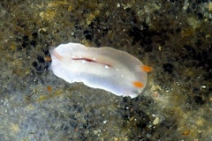 Hypselodoris krakatoa