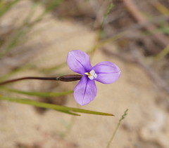 Patersonia occidentalis occidentalis