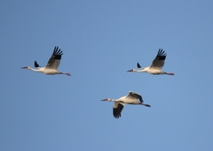 Leucogeranus leucogeranus