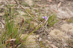 Patersonia occidentalis occidentalis