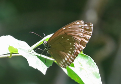 Euploea klugii