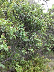 Podanthus ovatifolius