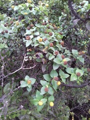 Podanthus ovatifolius