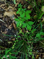 Agrimonia microcarpa