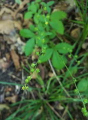 Agrimonia microcarpa