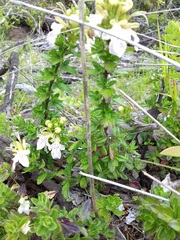 Teucrium bicolor