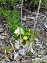Teucrium bicolor