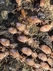 Nasutitermes corniger