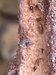 Nasutitermes corniger