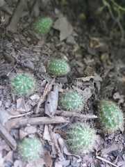 Cactaceae