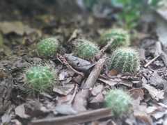 Cactaceae