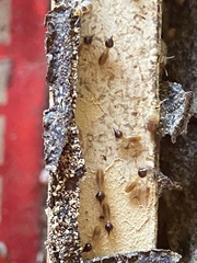 Nasutitermes corniger