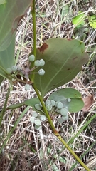 Smilax