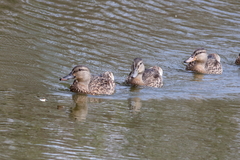 Anas platyrhynchos