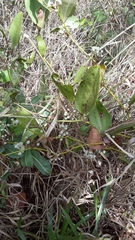 Smilax