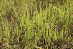 Adenostoma fasciculatum