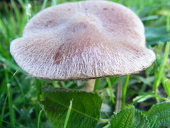 Lacrymaria pyrotricha