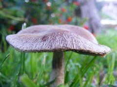 Lacrymaria pyrotricha