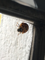 Harmonia axyridis