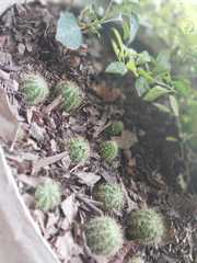 Cactaceae