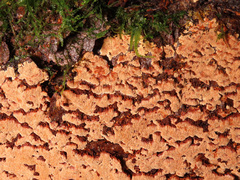 Steccherinum collabens