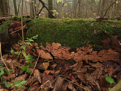 Steccherinum collabens