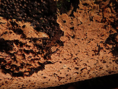 Steccherinum collabens