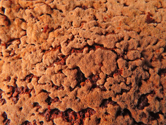 Steccherinum collabens