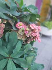 Euphorbia milii