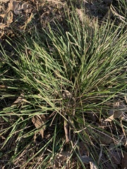 Nassella leucotricha