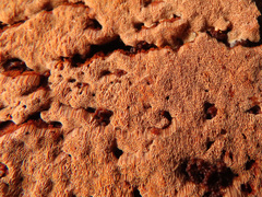 Steccherinum collabens