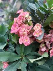 Euphorbia milii