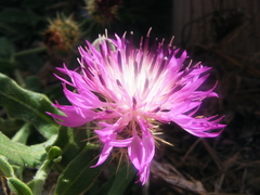 Centaurea sphaerocephala