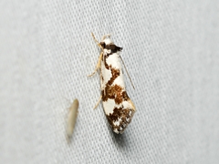 Machetis aphrobola