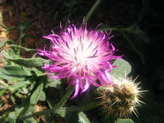 Centaurea sphaerocephala
