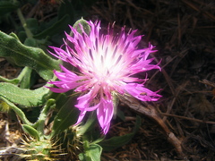Centaurea sphaerocephala