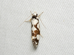Machetis aphrobola
