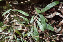 Notogrammitis givenii