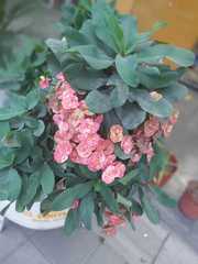 Euphorbia milii