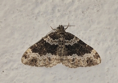Xanthorhoe oxybiata