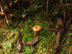 Loreleia postii