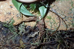 Notogrammitis givenii