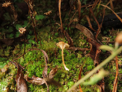 Loreleia postii