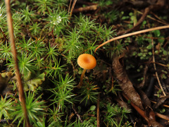 Loreleia postii