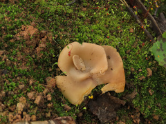 Daleomyces petersii