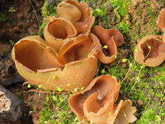 Daleomyces petersii