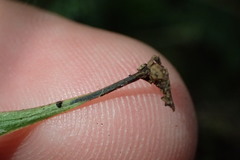 Notogrammitis givenii