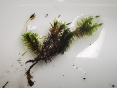 Ptychomitrium serratum