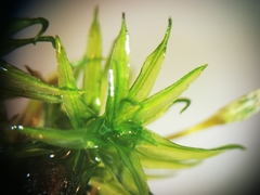 Ptychomitrium serratum